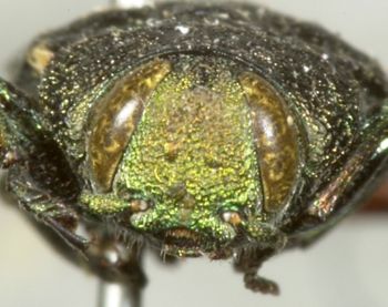 Media type: image;   Entomology 2697 Aspect: head frontal view